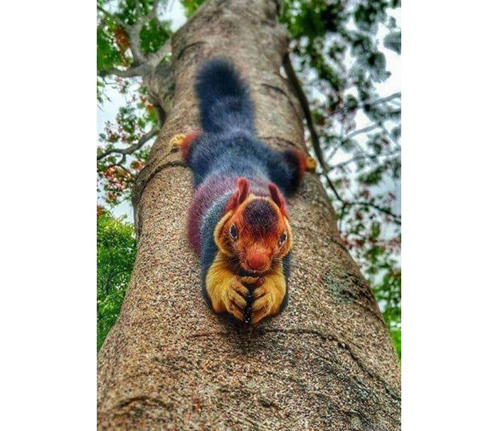 Malabar Squirrel